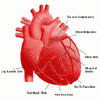 Kalp ve Damar Cerrahisi Doktorları