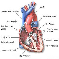 Kalp ve Damar Hastalıkları (Kardiyoloji) Doktorları