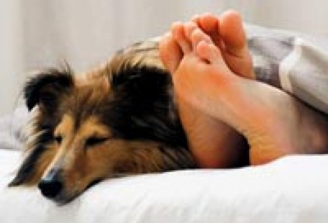 Köpeğinize alerjiniz mi var?