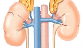 Adrenal Bez Hastalıkları