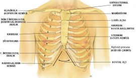 Akciğer Ve Göğüs Boşluğu Travmaları