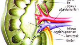 Akut Böbrek İltihabı