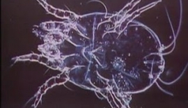 Alerjiler Tehlikelimidir?