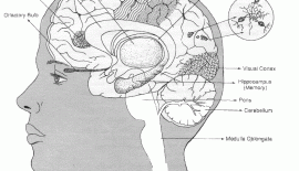 Alzheimer Hastalığı