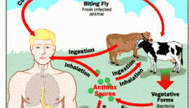 Antraks Yaygın Bir Hastalık Mıdır?