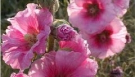 Apandisiti Önlemek İçin Bir Çare Var Mıdır?