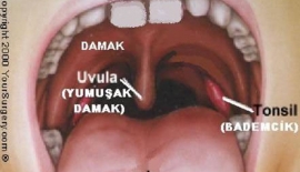 Bademcik İltihapları
