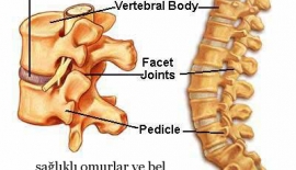 Bel Fıtığı Bel Sağlığını Koruma Yolları