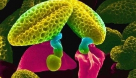 Besin Alerjisi Nedir?