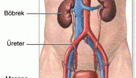 Böbrek Hastalığı