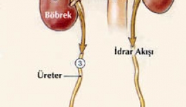 Böbrek Kanallarında Genişleme