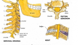 Boyun Ağrısı Nedir?