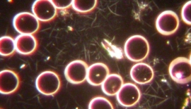 Brucella Hastalığı Nedir?