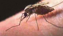 Bruselloz İnsandan İnsana Bulaşır Mı ?