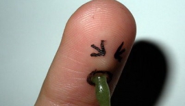 Bulantı-kusma Nedir?