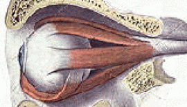 Zehirli Guatr